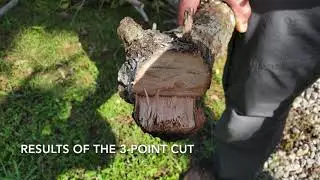 Mangrove Trimming 101: Demonstration by Cesar Peralta
