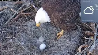 Hungry new born eaglet looking Anna II for food | Kisatchie National Forest E-1 | Jan 20, 2026