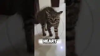Stray Kitten Found Shelter in Her Hom #shorts #funny #pets #animallife #cat #cute
