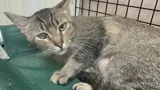 Hawaii Humane Society cats for adoption 🙏🙏🙏1/4/26