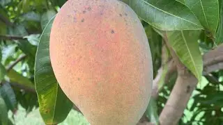 Super Alphonso Mango Tree