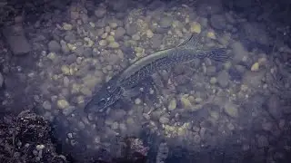 Weedless Spoon - Rapala