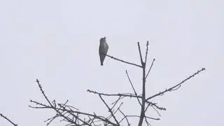 Olive-sided Flycatcher singing at the top of a tree