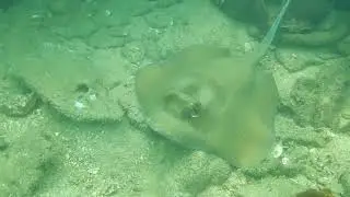 SCUBA DIVE in GOA   Marine life Cuttlefish and Sting Rays #divegoa #goa #scubadiving #scubatravel