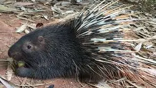 1.A handsome porcupine is eating pumpkin.#Cute porcupine#wild animal#