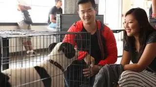 Purina PawsWay Adoption Blitz