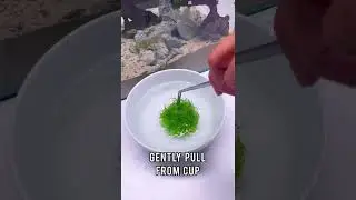 How to Prep Tissue Culture Aquarium Plants