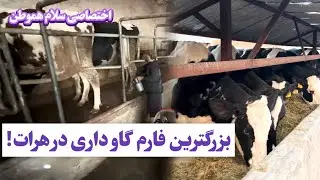 گزاش از فارم های گاو داری در ولایت هرات 