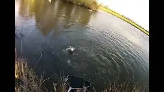 Osgoodby Grange Trout Lake, Fly fishing, brown trout and rainbow trout.
