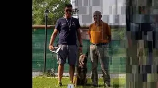 Hammer the Jackhummer (Malinois) - Obedience classe 3
