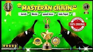 Masteran Cililin ~Jernih ~Merdu ~Speed Joss ~ Jeda Tepat 🟢🏅🏆 100 % Gacorrr 🔴