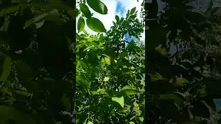 The sound of the wind summer sun nature beauty leaves  #nature #gardening #butterfly #satisfying