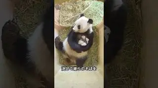 母パンダが双子の赤ちゃんを迎え、すべてが変わった