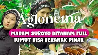 Aglonema Madam Suroyo Ditanam Full Lumut bisa Beranak Pinak