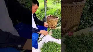 Farming Shorts Video #youtubeshorts #agricultural #natcher #farming #Qenifrm #shorts