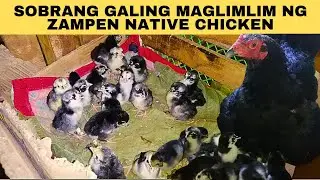 Sobrang galing maglimlim ng zampen native chicken