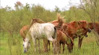 Feral Horses of Dibru Saikhowa NP
