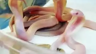 | 9GAG | Look at these adorable baby cobras