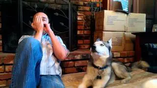 Bailey Boy Blues (Siberian Husky sings)