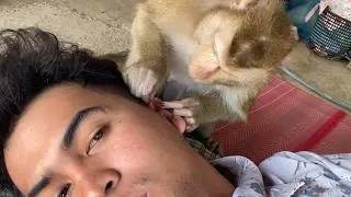 Cute Baby Monkey Zueii So Lovely Grooming & Clean Earwax Very Good