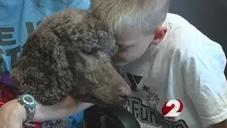 Therapy dog and puppies recovering after nearly dying
