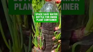 Grow Onions in a Water Bottle! Genius Space-Saving Garden Hack 🌱🧅 #balconygardener