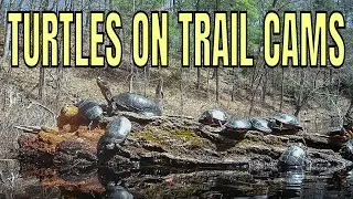 TRAIL CAM FOOTAGE OF TURTLES