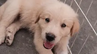 Coltriever - 7 weeks old puppies #coltrieverpuppy