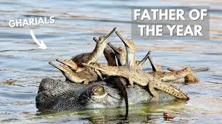 Why Gharials Are The Best Dads Ever