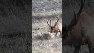 What should this bull be named?🤔 #bigmuleys #bigbulls #winterrange