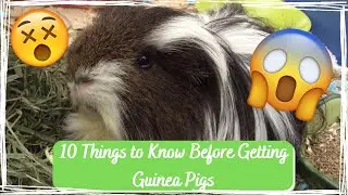 10 Things to Know Before Getting Guinea Pigs | GuineaLove