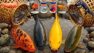 Mancing ikan koi slayer, ikan mas koki, ikan mas, ikan cupang, ikan komet, glofish, ikan nila