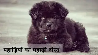 himalayan gaddi dog