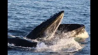 Photo Series - Humpback Whales in Fyon Harbor Antarctica