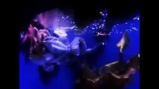 Aquarium of the Pacific - Northern Pacific Gallery