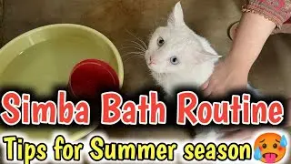 Easy Way to bath a persian cat & Kitten in summer 🥵How to bath a cats or kittens in summer season🥵