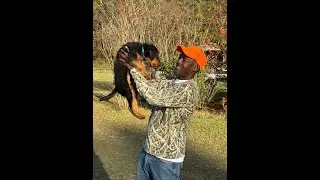 Why I chose an Airedale Terrier over other dog breeds  #airedaleterrier  #huntingdog #dogvideos