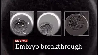 Scientists make embryos from human skin DNA for first time (Global) 30/Sep/2025