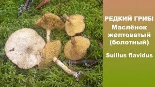 Редкий гриб! Маслёнок желтоватый (болотный) - Suillus flavidus.