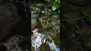 Amazing fish videos 2024 | #funny #shorts #shortsfeed #mud_man_fishing #video