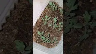 Как легко получить крепкую жирную рассаду и большой урожай томатов