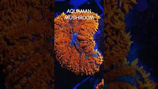 AQUAMAN MUSHROOM #aquarium #acuario #coralreef #aquaman #mushroom #coral #frag
