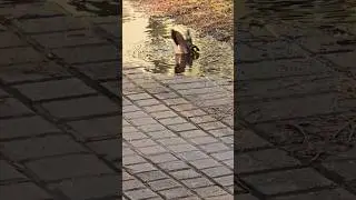 Mayna Bird enjoying water bath,  Nature-, #naturewithchandra