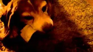 dog growls at me over a bone