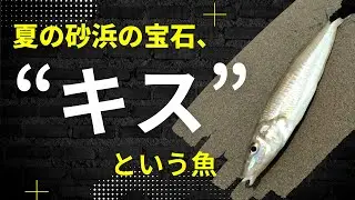 The jewel of summer sandy shores, the fish called &ldquo;kiss&rdquo;　夏の砂浜の宝石、&ldquo;キス&rdquo;という魚　Japan's culture and custom