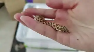 开箱！拿下三条蠢萌的小猪鼻蛇！