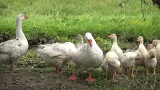 4K GOOSE GEESE SUNBATHING ON RIVER STREAM CREEK IN DELTA BIRDS RSGGHQS0