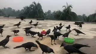 Crow Birds Unity Anger and Sounds | Flock of Crows Sound | Crows Cawing Loud