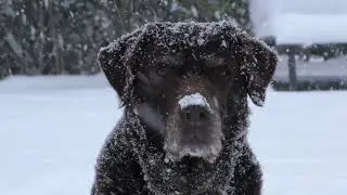 Winter Joys