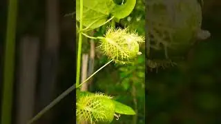 coment please #desiblogger #hospitalfood #fs16mecowkaisekharide #villagelife #viralvideo #viral